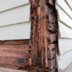 Termite Damage Repair