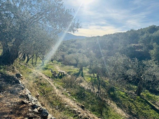 Cultural Richness Almond-Hill-House-grounds-wide-view-scaled 