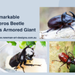 Rhinoceros Beetles